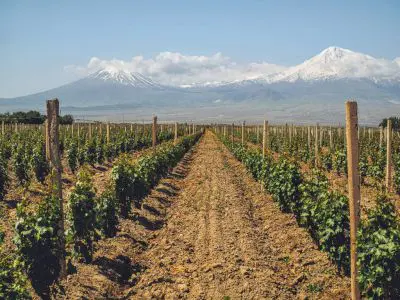 انخفض الإنتاج الزراعي لأرمينيا بنسبة 17.9 في المائة في الفترة من يناير إلى سبتمبر 2010