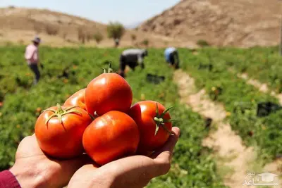 تتجه الزراعة في الشرق الأوسط تدريجياً إلى التقنيات الزراعية الحديثة للتعامل مع تغير المناخ وحالات الطوارئ المختلفة